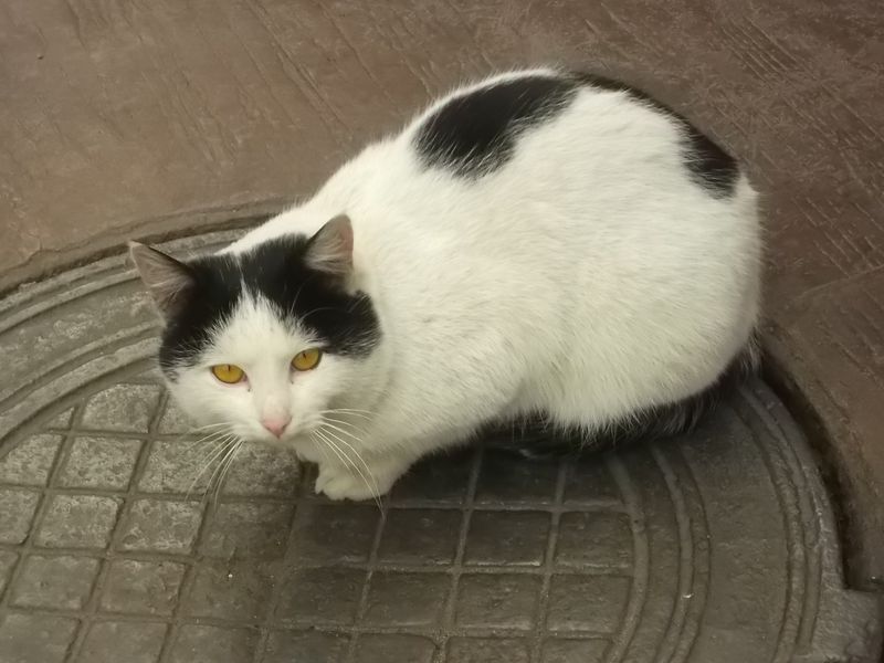 © Andrei  Kolyaskin - Cat  in  Ivano - Frankivsk  City ,  Ukraine .
