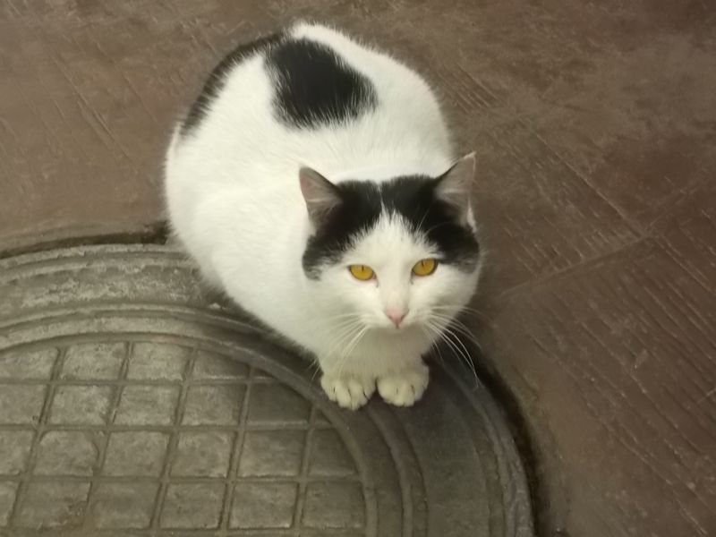 © Andrei  Kolyaskin - Cat  in  Ivano - Frankivsk  City ,  Ukraine .