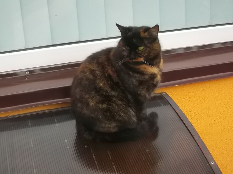 © Andrei  Kolyaskin - Cat  in  Ivano - Frankivsk  City ,  Ukraine .