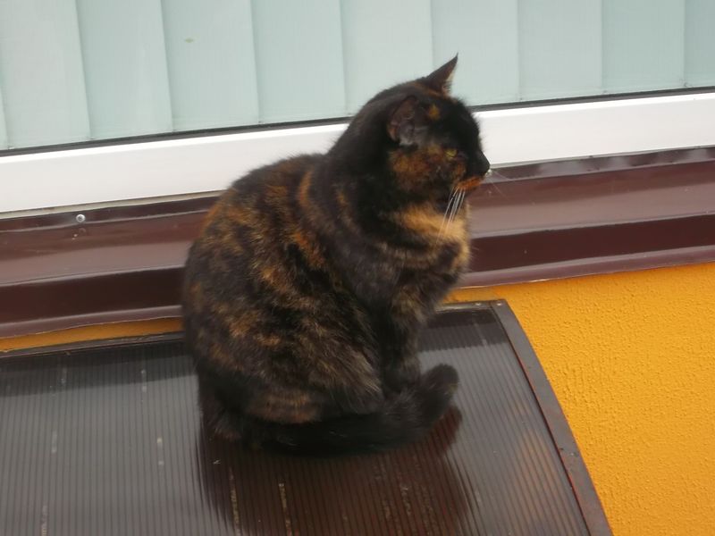 © Andrei  Kolyaskin - Cat  in  Ivano - Frankivsk  City ,  Ukraine .