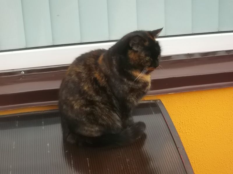 © Andrei  Kolyaskin - Cat  in  Ivano - Frankivsk  City ,  Ukraine .