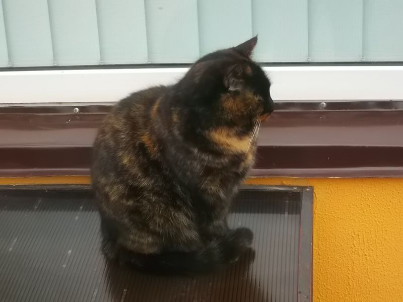 © Andrei  Kolyaskin - Cat  in  Ivano - Frankivsk  City ,  Ukraine .