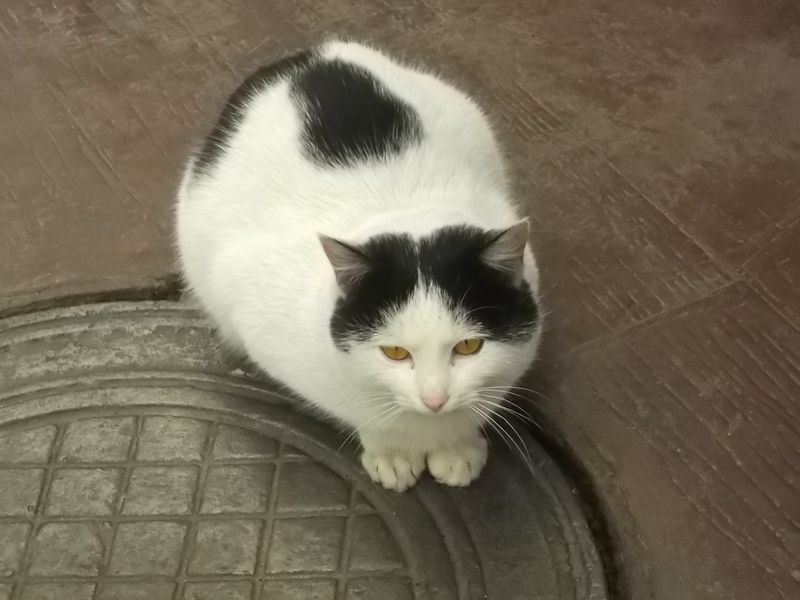 © Andrei  Kolyaskin - Cat  in  Ivano - Frankivsk  City ,  Ukraine .