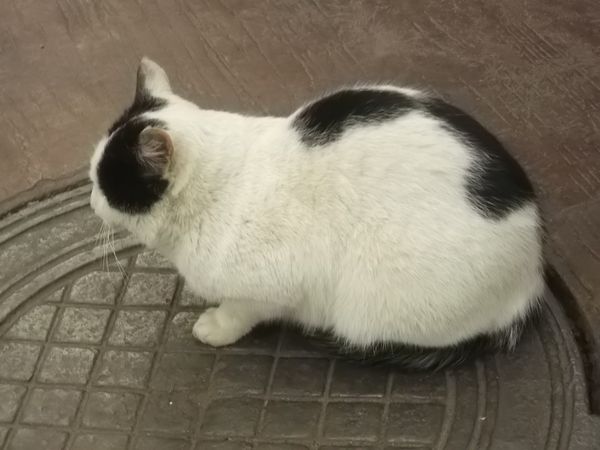 © Andrei  Kolyaskin - Cat  in  Ivano - Frankivsk  City ,  Ukraine .