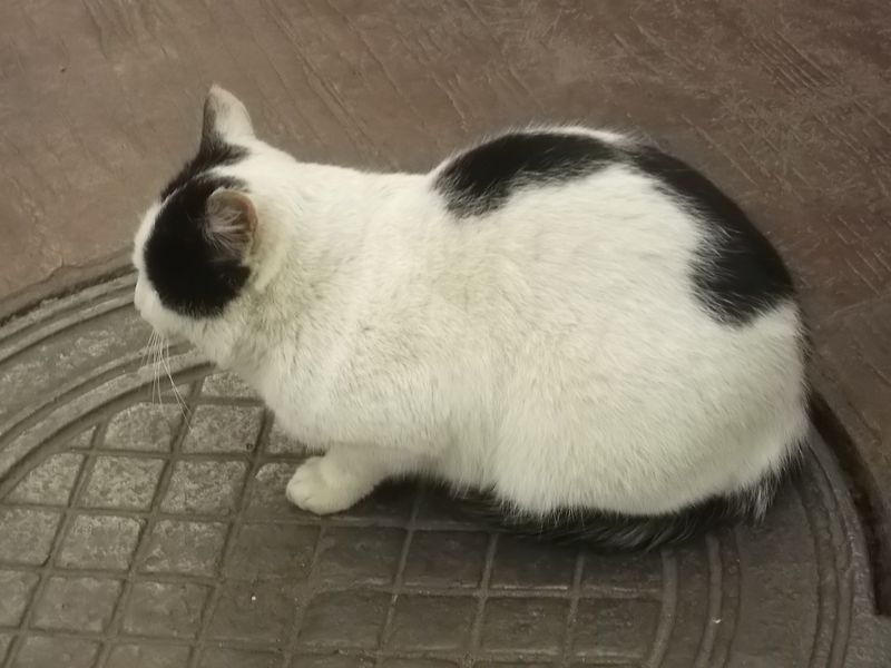 © Andrei  Kolyaskin - Cat  in  Ivano - Frankivsk  City ,  Ukraine .