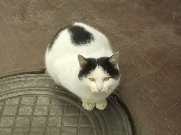 © Andrei  Kolyaskin - Cat  in  Ivano - Frankivsk  City ,  Ukraine .