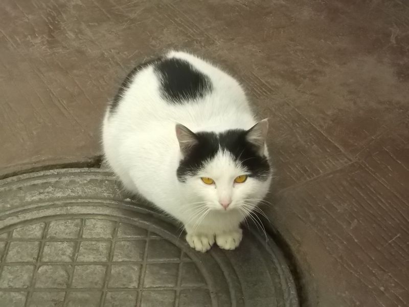 © Andrei  Kolyaskin - Cat  in  Ivano - Frankivsk  City ,  Ukraine .