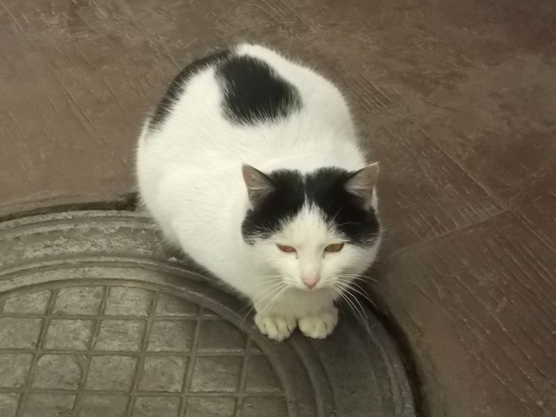 © Andrei  Kolyaskin - Cat  in  Ivano - Frankivsk  City ,  Ukraine .