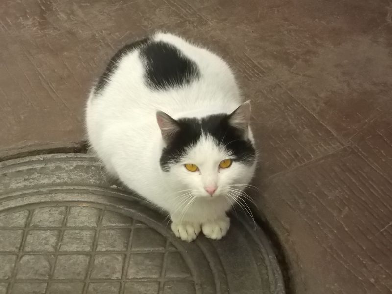 © Andrei  Kolyaskin - Cat  in  Ivano - Frankivsk  City ,  Ukraine .