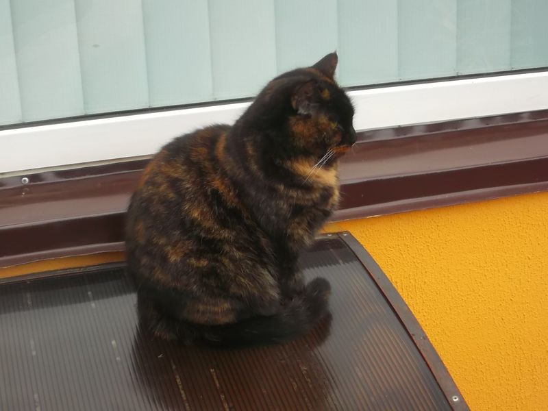 © Andrei  Kolyaskin - Cat  in  Ivano - Frankivsk  City ,  Ukraine .