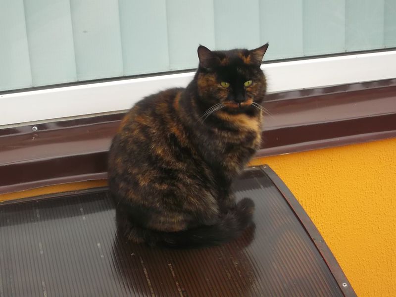 © Andrei  Kolyaskin - Cat  in  Ivano - Frankivsk  City ,  Ukraine .