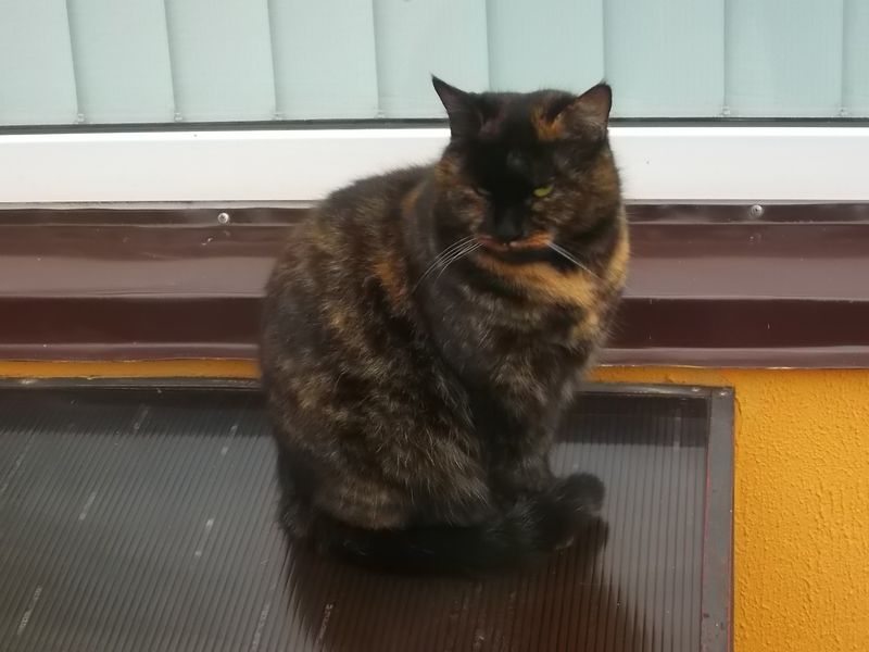 © Andrei  Kolyaskin - Cat  in  Ivano - Frankivsk  City ,  Ukraine .