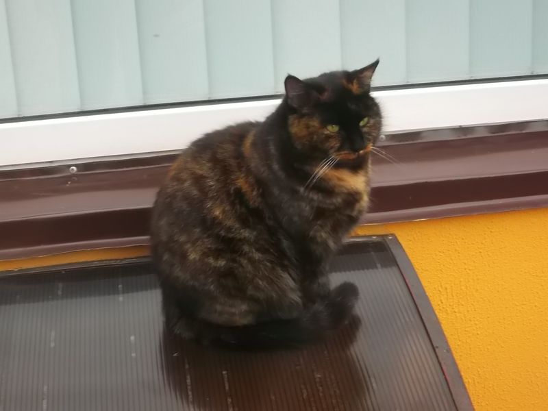 © Andrei  Kolyaskin - Cat  in  Ivano - Frankivsk  City ,  Ukraine .