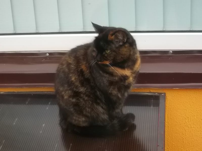 © Andrei  Kolyaskin - Cat  in  Ivano - Frankivsk  City ,  Ukraine .