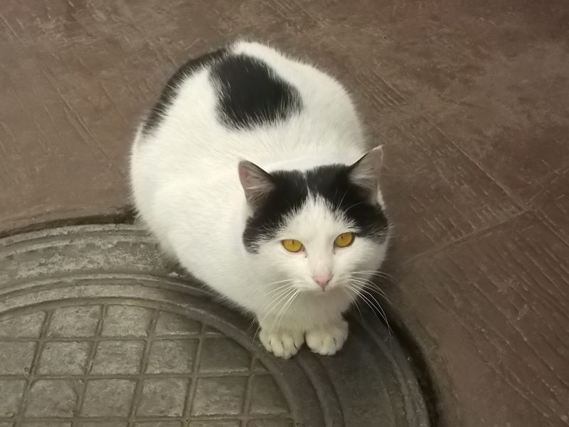 © Andrei  Kolyaskin - Cat  in  Ivano - Frankivsk  City ,  Ukraine .