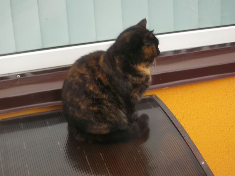 © Andrei  Kolyaskin - Cat  in  Ivano - Frankivsk  City ,  Ukraine .