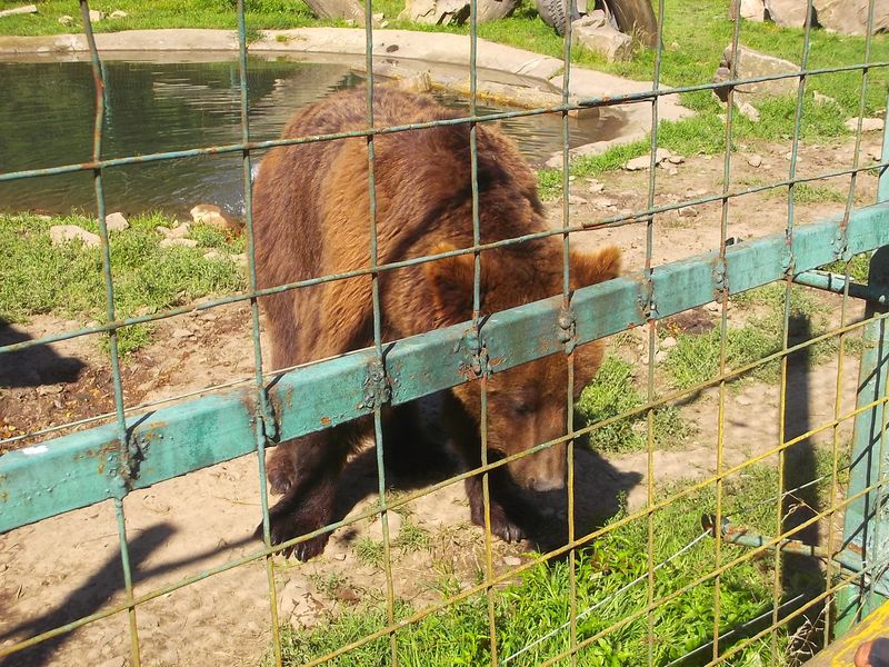 © Andrei  Kolyaskin - Brown  bear  rehabilitation  center in  village  Synevir  of  Mezhygirya  area  of  Zacarpatian  region , Ukraine .