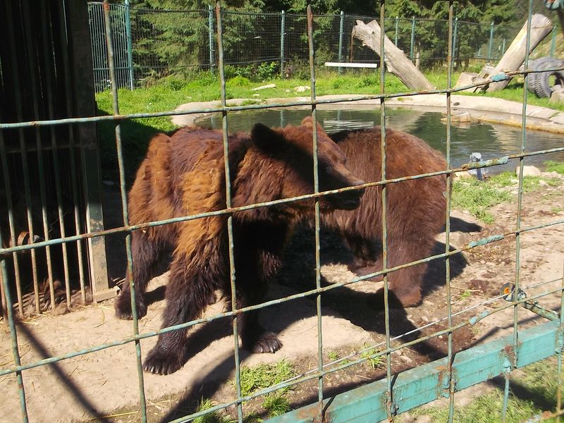 © Andrei  Kolyaskin - Brown  bear  rehabilitation  center in  village  Synevir  of  Mezhygirya  area  of  Zacarpatian  region , Ukraine .