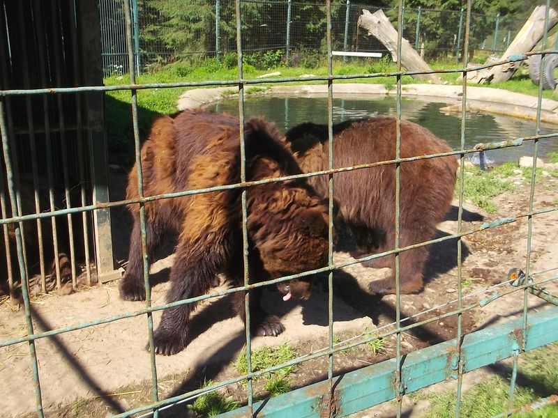 © Andrei  Kolyaskin - Brown  bear  rehabilitation  center in  village  Synevir  of  Mezhygirya  area  of  Zacarpatian  region , Ukraine .