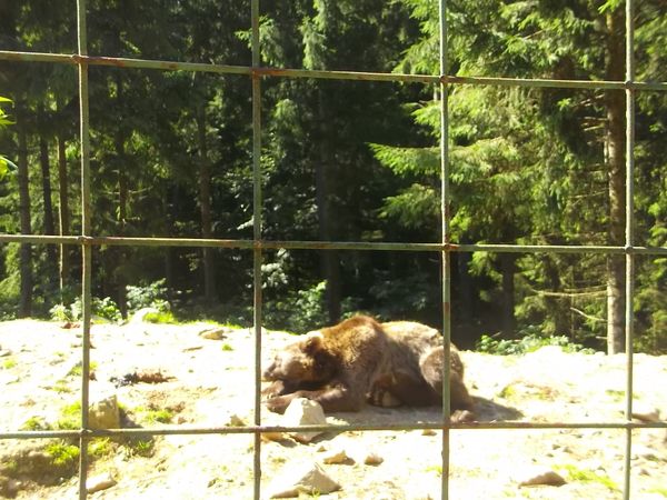 © Andrei  Kolyaskin - Brown  bear  rehabilitation  center in  village  Synevir  of  Mezhygirya  area  of  Zacarpatian  region , Ukraine .