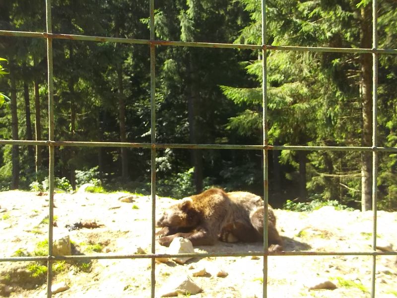 © Andrei  Kolyaskin - Brown  bear  rehabilitation  center in  village  Synevir  of  Mezhygirya  area  of  Zacarpatian  region , Ukraine .