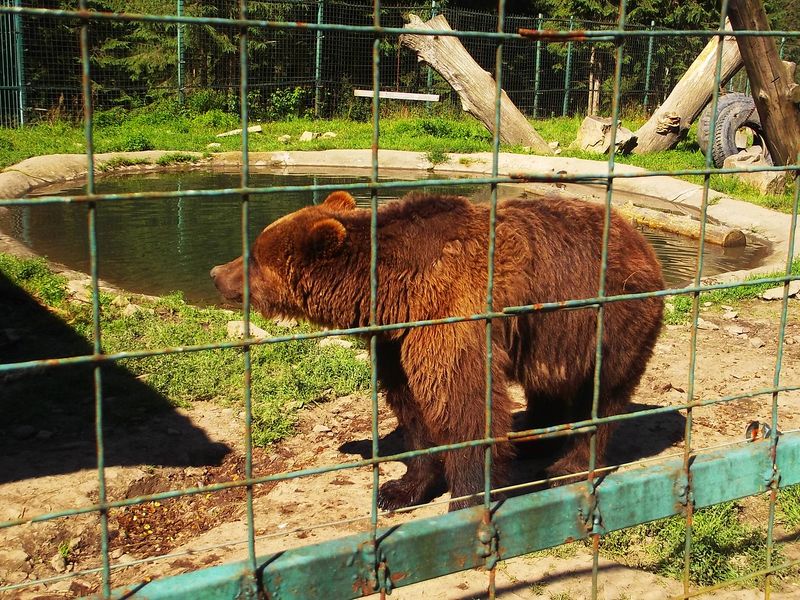 © Andrei  Kolyaskin - Brown  bear  rehabilitation  center in  village  Synevir  of  Mezhygirya  area  of  Zacarpatian  region , Ukraine .