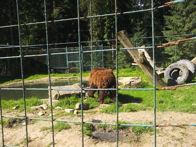 © Andrei  Kolyaskin - Brown  bear  rehabilitation  center in  village  Synevir  of  Mezhygirya  area  of  Zacarpatian  region , Ukraine .