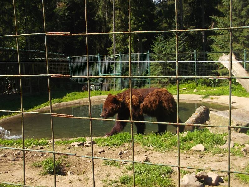 © Andrei  Kolyaskin - Brown  bear  rehabilitation  center in  village  Synevir  of  Mezhygirya  area  of  Zacarpatian  region , Ukraine .