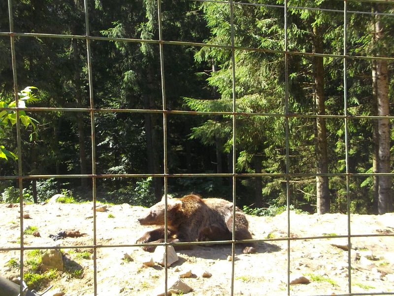 © Andrei  Kolyaskin - Brown  bear  rehabilitation  center in  village  Synevir  of  Mezhygirya  area  of  Zacarpatian  region , Ukraine .