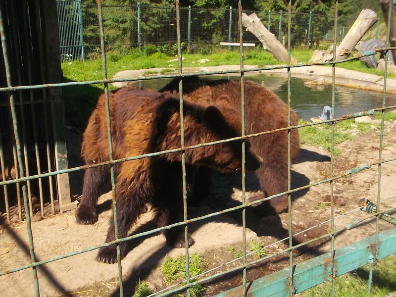 © Andrei  Kolyaskin - Brown  bear  rehabilitation  center in  village  Synevir  of  Mezhygirya  area  of  Zacarpatian  region , Ukraine .