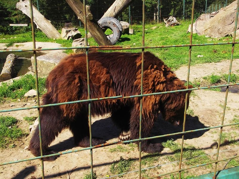 © Andrei  Kolyaskin - Brown  bear  rehabilitation  center in  village  Synevir  of  Mezhygirya  area  of  Zacarpatian  region , Ukraine .