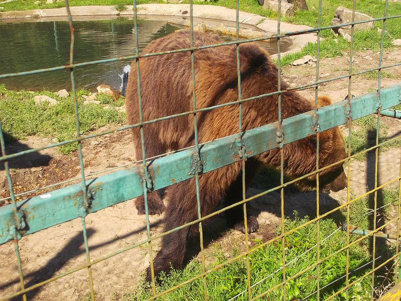 © Andrei  Kolyaskin - Brown  bear  rehabilitation  center in  village  Synevir  of  Mezhygirya  area  of  Zacarpatian  region , Ukraine .
