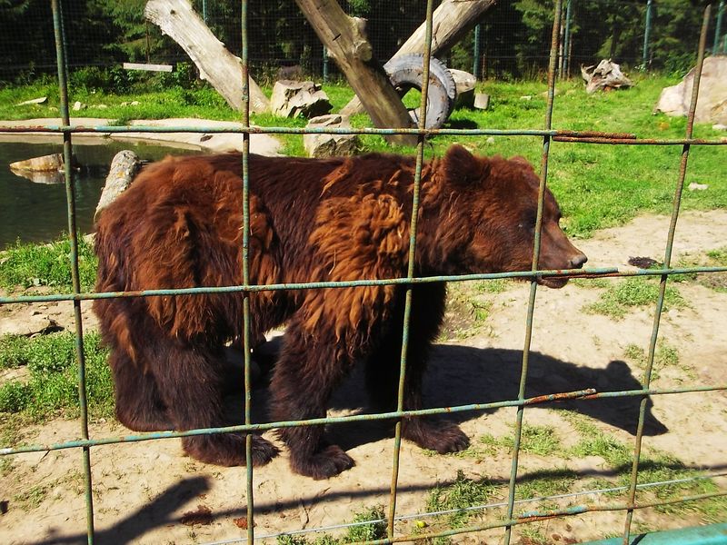 © Andrei  Kolyaskin - Brown  bear  rehabilitation  center in  village  Synevir  of  Mezhygirya  area  of  Zacarpatian  region , Ukraine .