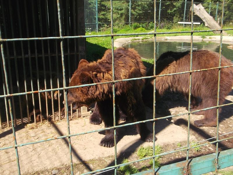 © Andrei  Kolyaskin - Brown  bear  rehabilitation  center in  village  Synevir  of  Mezhygirya  area  of  Zacarpatian  region , Ukraine .