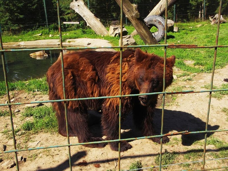 © Andrei  Kolyaskin - Brown  bear  rehabilitation  center in  village  Synevir  of  Mezhygirya  area  of  Zacarpatian  region , Ukraine .