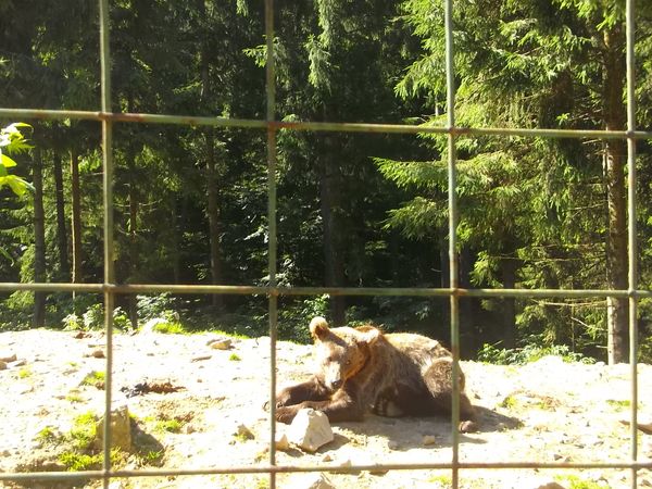 © Andrei  Kolyaskin - Brown  bear  rehabilitation  center in  village  Synevir  of  Mezhygirya  area  of  Zacarpatian  region , Ukraine .