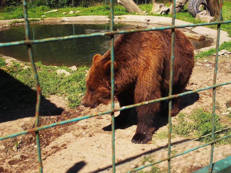 © Andrei  Kolyaskin - Brown  bear  rehabilitation  center in  village  Synevir  of  Mezhygirya  area  of  Zacarpatian  region , Ukraine .