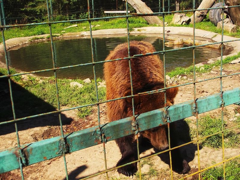 © Andrei  Kolyaskin - Brown  bear  rehabilitation  center in  village  Synevir  of  Mezhygirya  area  of  Zacarpatian  region , Ukraine .