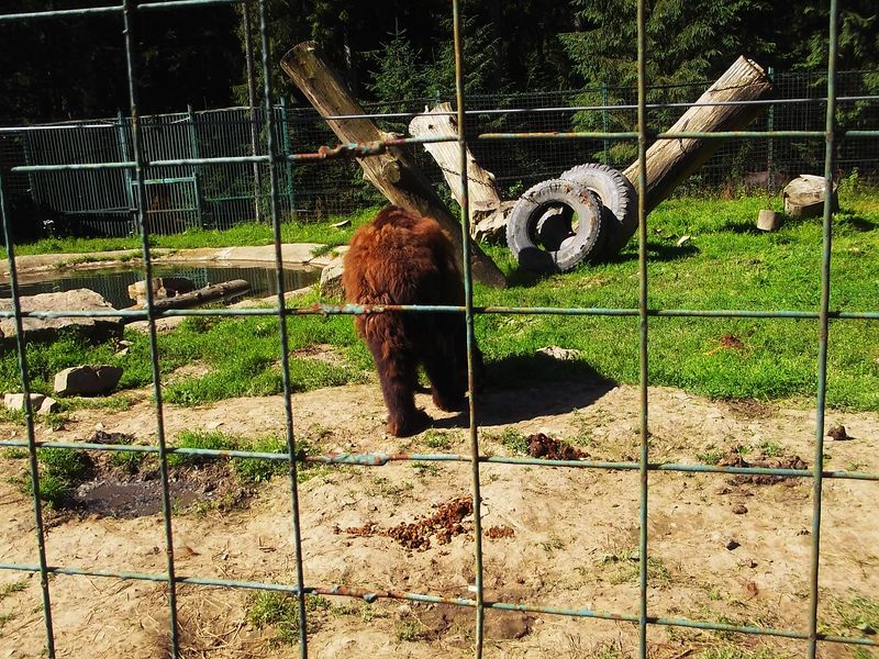 © Andrei  Kolyaskin - Brown  bear  rehabilitation  center in  village  Synevir  of  Mezhygirya  area  of  Zacarpatian  region , Ukraine .