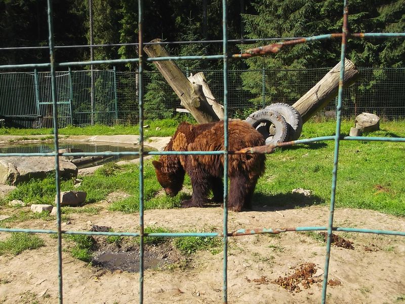 © Andrei  Kolyaskin - Brown  bear  rehabilitation  center in  village  Synevir  of  Mezhygirya  area  of  Zacarpatian  region , Ukraine .