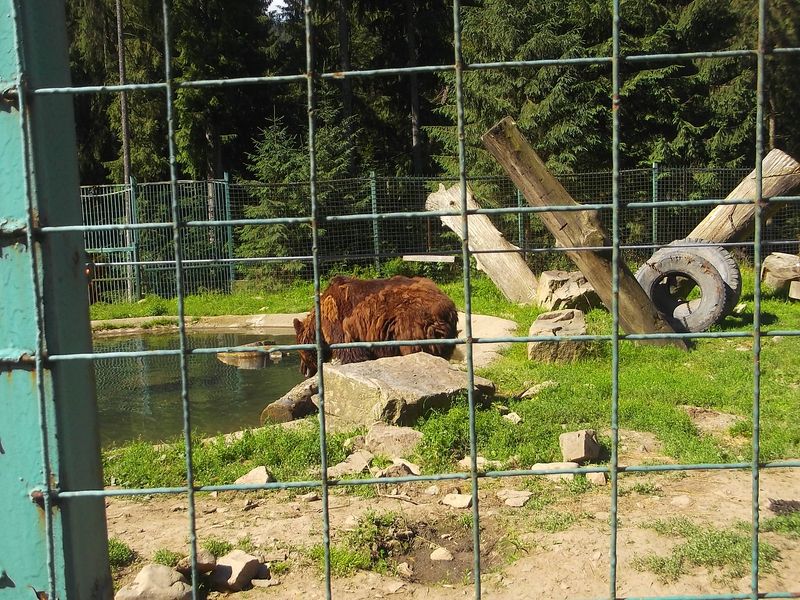 © Andrei  Kolyaskin - Brown  bear  rehabilitation  center in  village  Synevir  of  Mezhygirya  area  of  Zacarpatian  region , Ukraine .