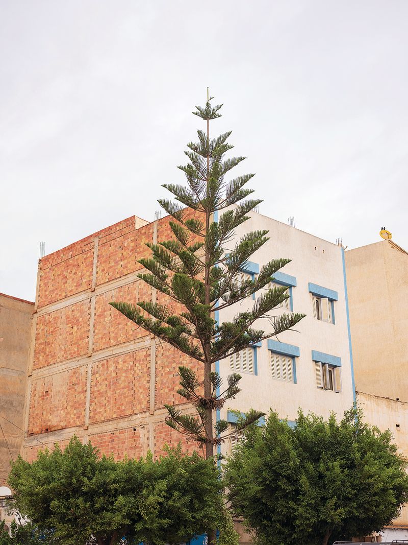© MAryam Touzani - A tree grows between unfinished walls. Nothing is complete in Morocco