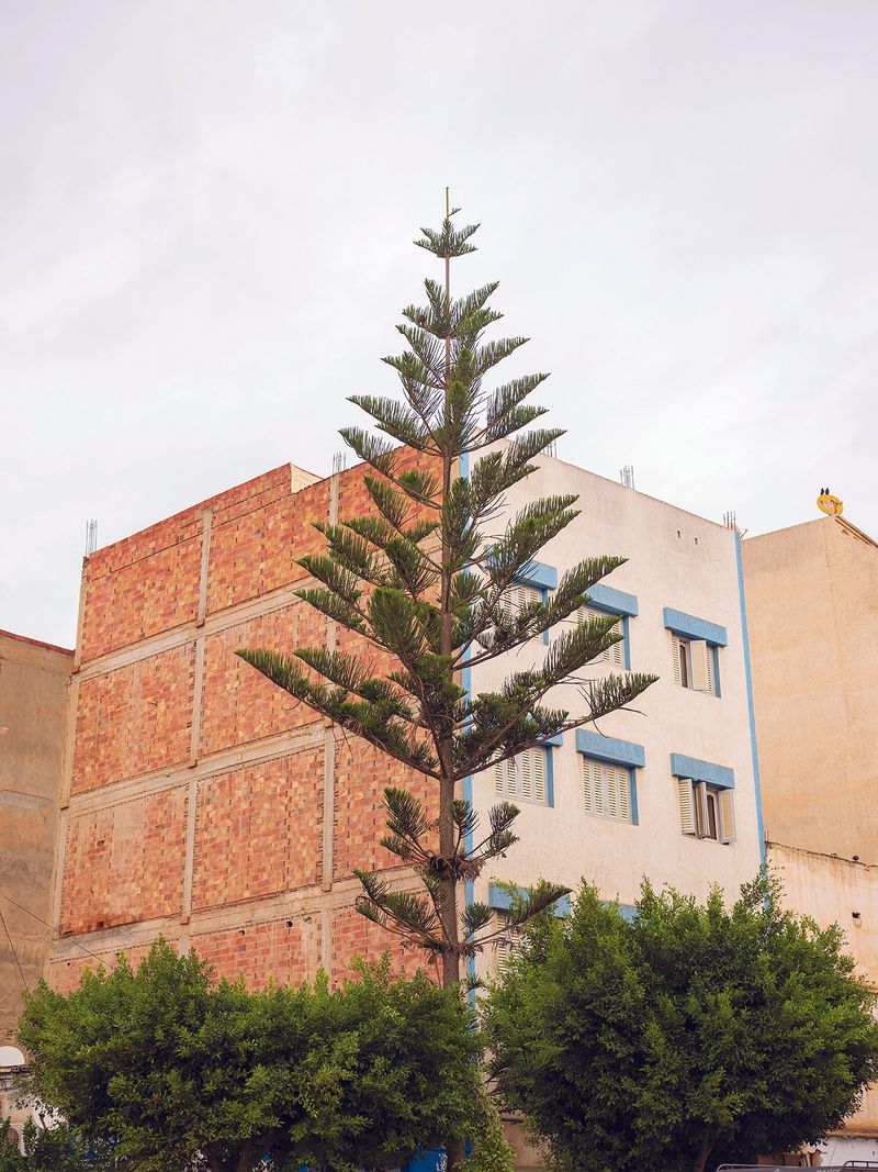 © MAryam Touzani - A tree grows between unfinished walls. Nothing is complete in Morocco
