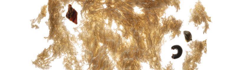 © Prajwal Zarkar - Image from the New Universe photography project