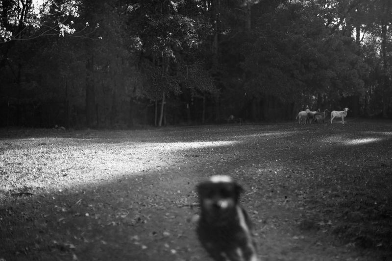 © André Ramos-Woodard - No friend of mine, 2021