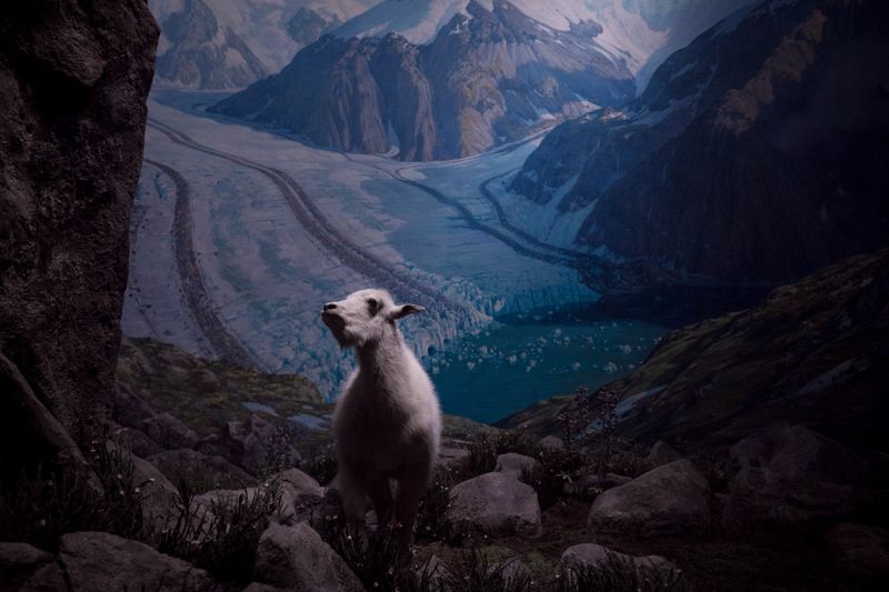 © Jose Menendez - Baby mountain goatAmerican Museum of Natural HistoryNew York, NY, USA, 2018