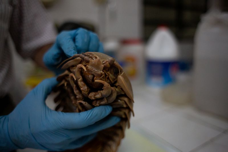 © Jose Menendez - Giant isopod specimen, Fundación La Salle de Ciencias Naturales, Caracas, Venezuela, 2020