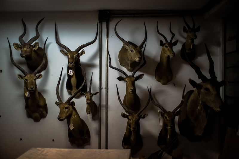 © Jose Menendez - Horned mammal heads, seized trophy collectionDeposit of the Museo de Ciencias NaturalesCaracas, Venezuela, 2019