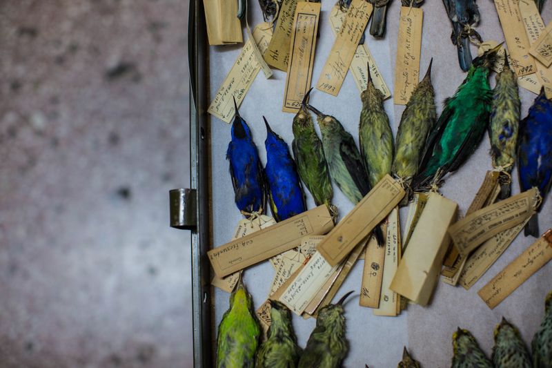 © Jose Menendez - Bird specimen drawer, Fundación La Salle de Ciencias Naturales, Caracas, Venezuela, 2020