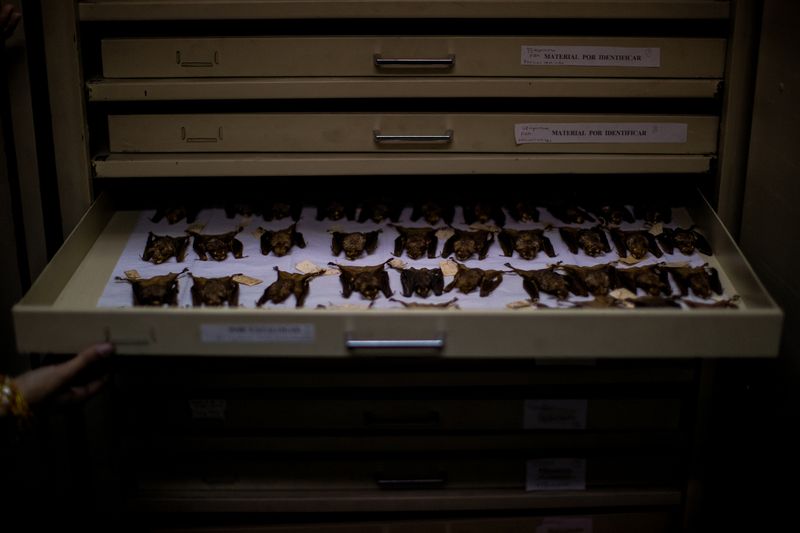 © Jose Menendez - Bats, Entomology drawer, Fundación La Salle de Ciencias Naturales, Caracas, Venezuela, 2020